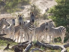 Zebra in Botswana.