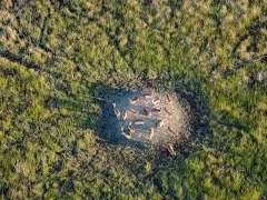 Antelope in Botswana.
