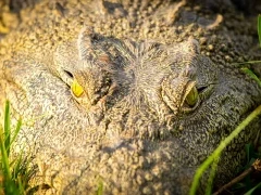 Nile crocodile in Zimbabwe.