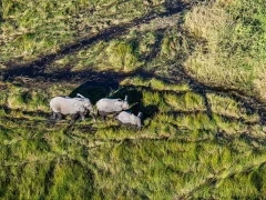 African elephant in Botswana.