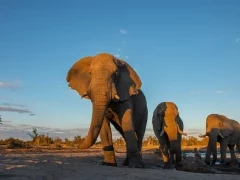 African elephant in Botswana.