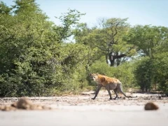 Hyena in Botswana.