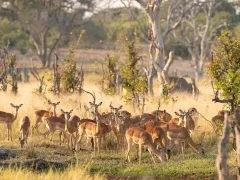 Impala in Botswana.