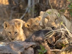 Lion & cubs in Botswana.