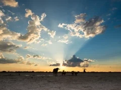 African buffalo in Botswana.