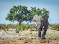 African elephant in Botswana.