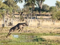 Waterbuck in Botswana.