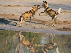 African wild dog in Botswana.