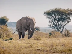 African elephant in Kenya, Africa.