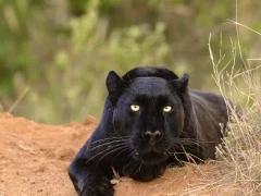 Black (melanistic) leopard in Kenya, Africa.