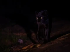 Black (melanistic) leopard at night, in Kenya, Africa.