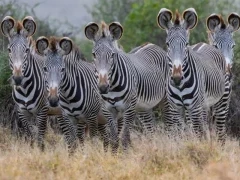 Grevy's zebra in Kenya, Africa.