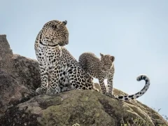 Leopard with cub in Kenya, Africa.