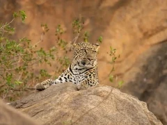 Leopard lying on a rock, in Kenya, Africa.