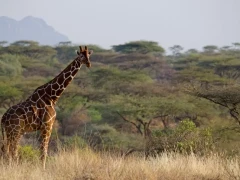 Reticulated giraffe in Kenya, Africa.