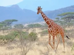 Reticulated giraffe in Kenya, Africa.