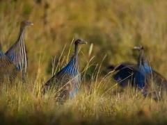 Vulturine guineafowl in Kenya, Africa.
