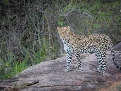 Male leopard in Kenya, Africa.