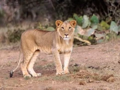 Young male lion in Kenya, Africa.