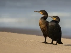 A pair of Cape cormorants on the sand of the Skeleton Coast, Namibia.
