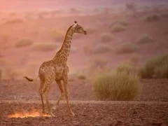 Giraffe calf in Namibia.