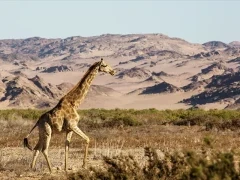 Giraffe in Namibia. The Angolan giraffe is the focus of our trip, a subspecies of the southern giraffe.