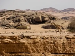 Giraffe walking through the desert landscape.