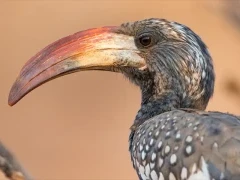 Monteiro's hornbill.