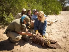 A GCF team carrying out conservation efforts in Namibia.