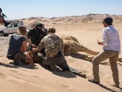 A team of GCF conservation workers tending to a sedated giraffe.