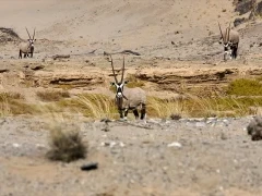 Oryx in the desert landscape of Namibia.