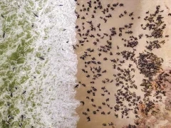 Aerial view of a seal colony on the coast of Namibia.