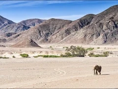 A desert-adapted elephant in Namibia.