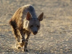Brown hyena in Namibia.