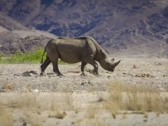 Black rhino in the desert environment of Namibia.