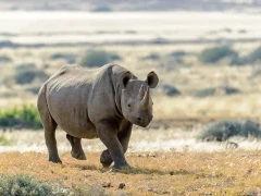 Black rhino in Namibia.