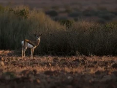 Springbok in Namibia.
