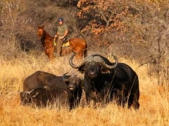 Buffalo in South Africa.