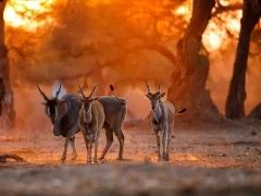 Common eland in South Africa