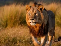 Lion in South Africa