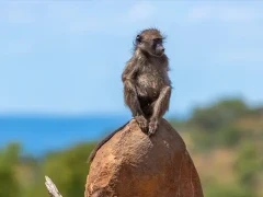 Chacma baboon in South Africa