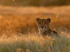 Cheetah in South Africa