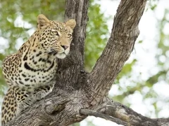 Leopard in South Africa