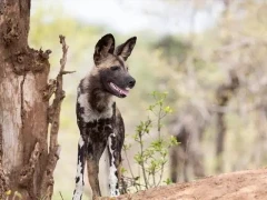 African wild dog in South Africa