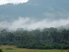 Misty landscape of Chebera-Churchura National Park, Ethiopia.