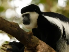 Close-up image of Geureza colobus monkey in a tree, Ethiopia.