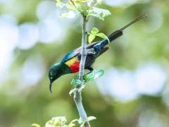 Image of a beautiful sunbird hanging on a tree branch, Ethiopia.