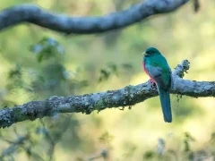 Narina trogon perched in a tree, Ethiopia.