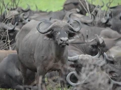 Herd of buffalo, Ethiopia