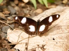 Image of a Danaid eggfly with wings spread, on a leaf in Ethiopia.
